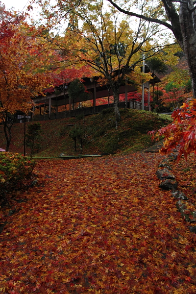 京都・洛北 秋色撮影 ~その1~_e0051888_2444035.jpg