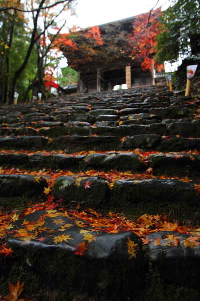 京都・洛北 秋色撮影 ~その1~_e0051888_2465183.jpg