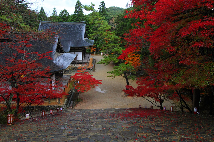 京都・洛北 秋色撮影 ~その1~_e0051888_2501694.jpg