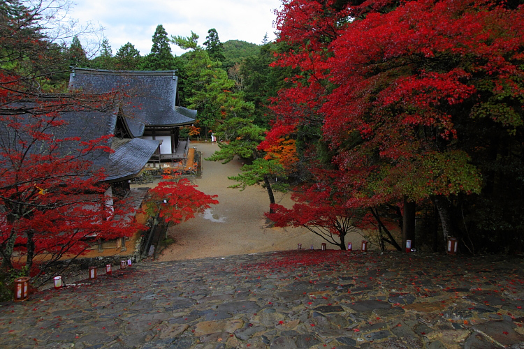 京都・洛北 秋色撮影 ~その1~_e0051888_2504163.jpg