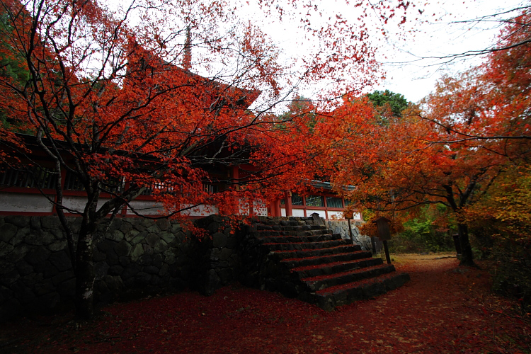 京都・洛北 秋色撮影 ~その1~_e0051888_252498.jpg