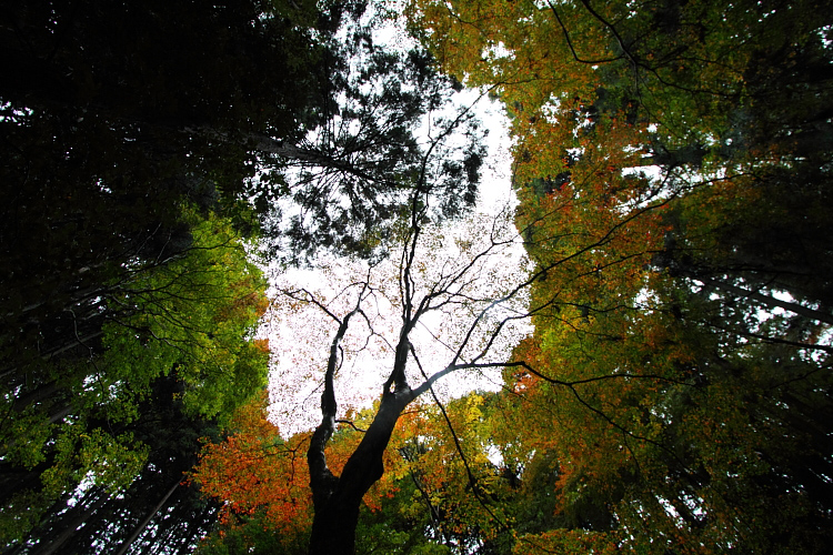 京都・洛北 秋色撮影 ~その1~_e0051888_2531238.jpg