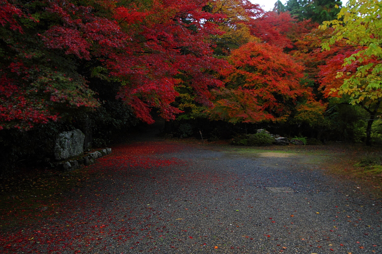 京都・洛北 秋色撮影 ~その1~_e0051888_25496.jpg