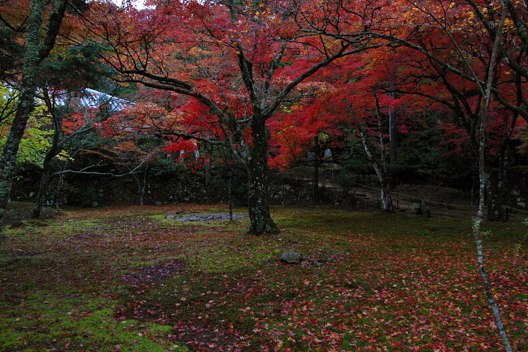 京都・洛北 秋色撮影 ~その1~_e0051888_2561731.jpg