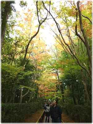 高桐院＆お知らせ_f0194690_20483567.jpg