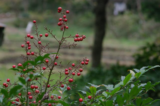 e0070891_2041542.jpg