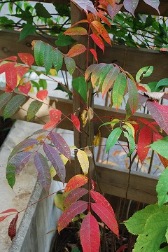 今年の紅葉…『茜色』_c0124100_13345334.jpg