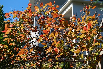 今年の紅葉…『茜色』_c0124100_13363233.jpg