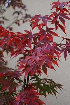 今年の紅葉…『茜色』_c0124100_13374972.jpg