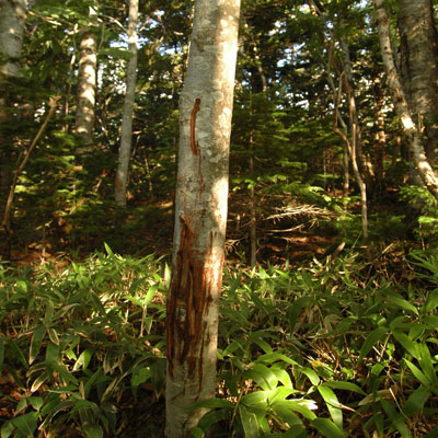 e0083204_0472640.jpg