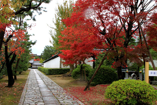 紅葉の盛り 智積院_e0048413_20155195.jpg