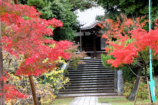 紅葉の盛り 智積院_e0048413_2020484.jpg