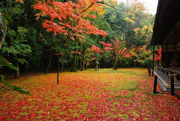 紅葉 高桐院 大徳寺塔頭 1 一年365日 京日和