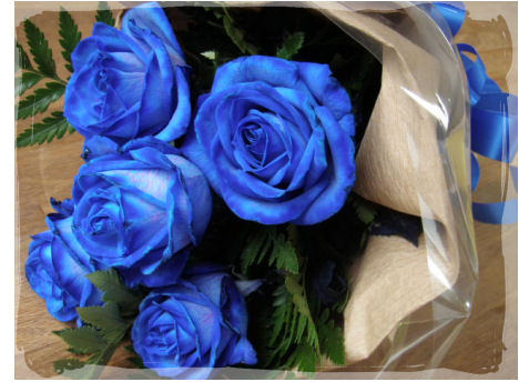 青い薔薇 アプローズ Green Rose