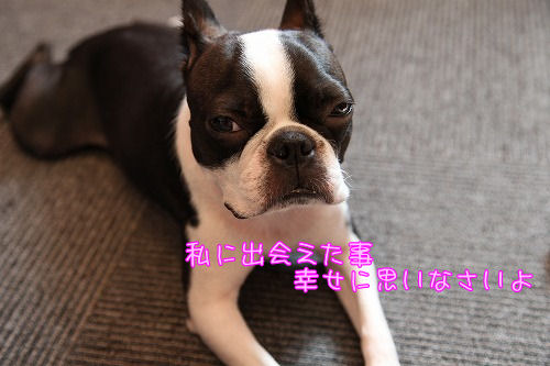 ボステリにはまった理由_c0209932_11132471.jpg