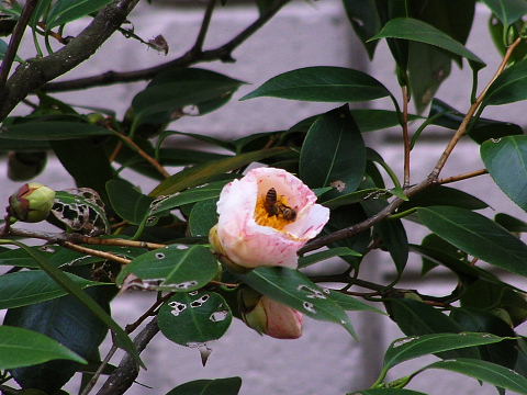 シティヒル紅葉・桜、梅、唐楓、斑入りのツバキ_c0051143_2363093.jpg