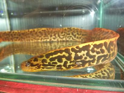 オススメ熱帯魚 メディアニュース オススメ熱帯魚 メディアニュース