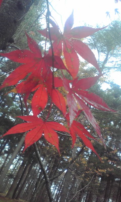 c0179647_9163081.jpg