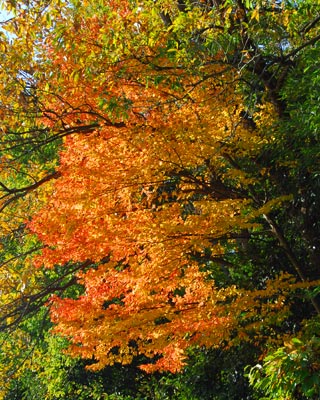 兵庫県　羽束山　山茶花梅雨の合間に紅葉見物_e0035757_17153762.jpg