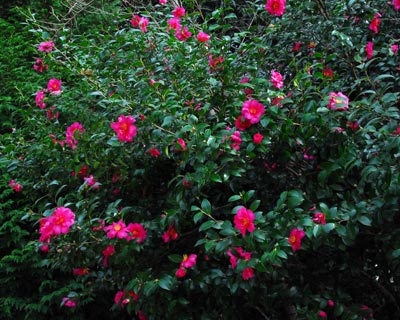 e0035757_17194894.jpg