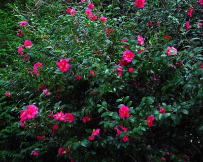 兵庫県　羽束山　山茶花梅雨の合間に紅葉見物_e0035757_17194894.jpg