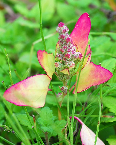 兵庫県　羽束山　山茶花梅雨の合間に紅葉見物_e0035757_17222138.jpg