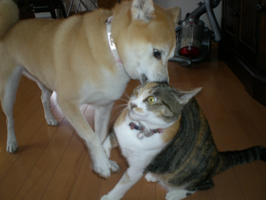 11月17日(火)哀愁のノートルダム!最終編_f0060461_1554686.jpg