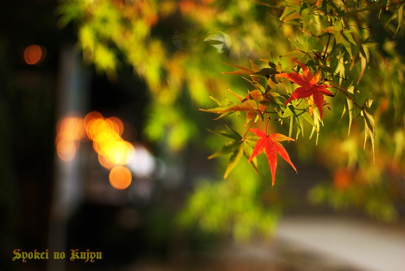 基山大興善寺の紅葉_f0173067_1112311.jpg