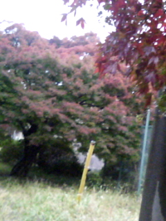 雨で寒いですね~_a0088668_1748011.jpg
