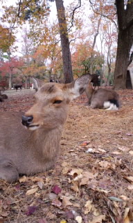 京都～奈良_c0064469_17253478.jpg