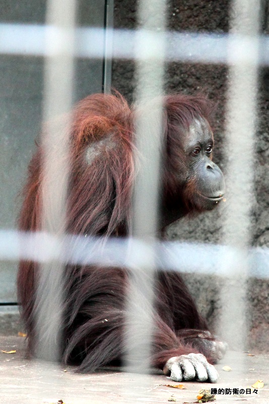 千葉市動物公園　その２　ウキキ！_b0131071_23572764.jpg