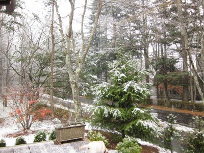 また雪…、さぶっ! _d0133485_14153579.jpg