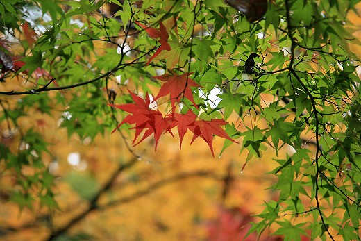 由加山　蓮台寺の雨の日の紅葉撮影　その壱_e0190885_19235962.jpg