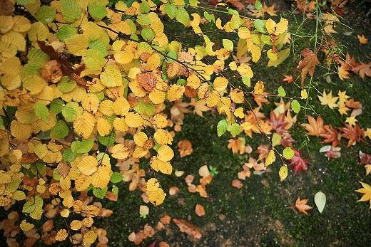 由加山　蓮台寺の雨の日の紅葉撮影　その壱_e0190885_19241516.jpg