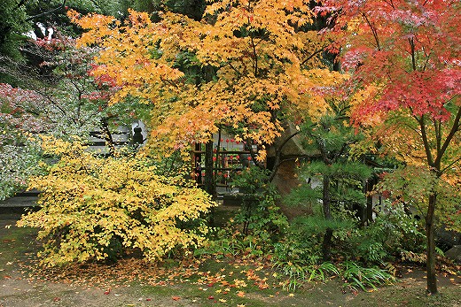 由加山　蓮台寺の雨の日の紅葉撮影　その壱_e0190885_19243059.jpg