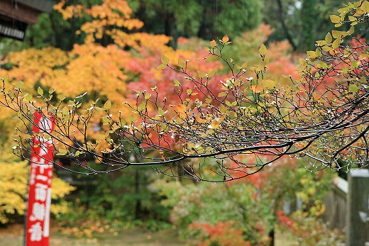 由加山　蓮台寺の雨の日の紅葉撮影　その壱_e0190885_1925746.jpg