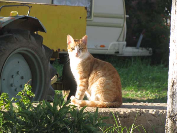 ドライブインにいた猫さんたち＾＾_e0092286_23385094.jpg