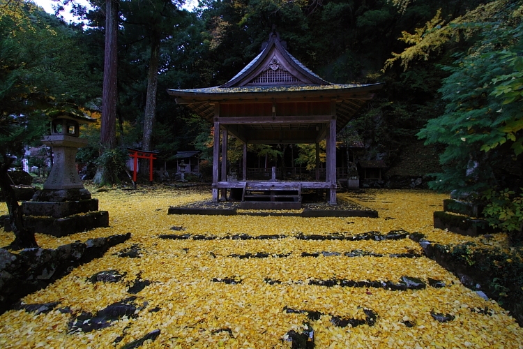 京都・洛北 秋色撮影 ~その2~_e0051888_14445142.jpg