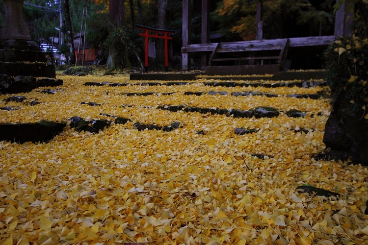 京都・洛北 秋色撮影 ~その2~_e0051888_1445090.jpg