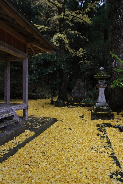 京都・洛北 秋色撮影 ~その2~_e0051888_14475654.jpg