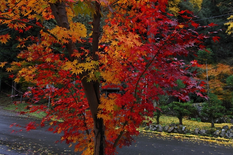 京都・洛北 秋色撮影 ~その2~_e0051888_14485521.jpg