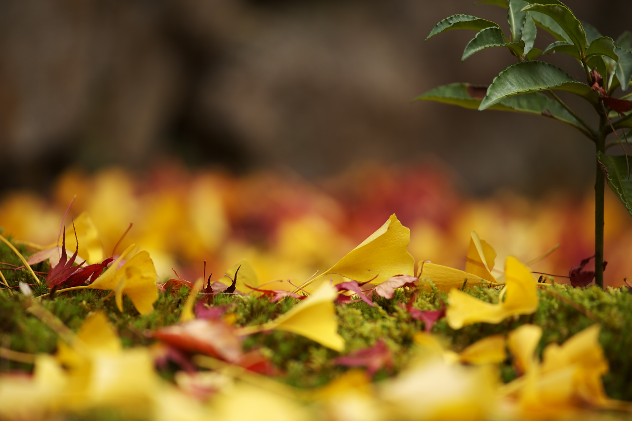 京の紅葉、東山周辺 ②_e0017995_21104219.jpg