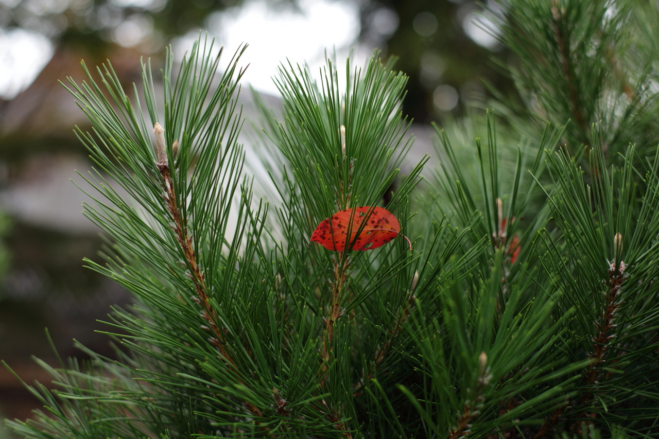 京の紅葉、東山周辺 ②_e0017995_21125451.jpg