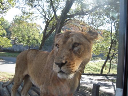 晴天、秋の行楽日和に　part2 -多摩動物公園と云えばー_e0148597_2333732.jpg