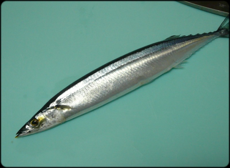 サンマ を使った 3枚おろし 大名おろし 編 魚と野菜と私と和ノ香 サンマ を使った 3枚おろし 大名おろし 編 魚と野菜と私と和ノ香