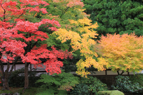 紅葉の盛り　泉涌寺_e0048413_23221643.jpg