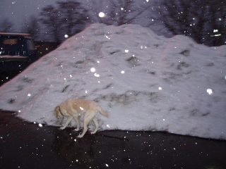f0192117_20087.jpg
