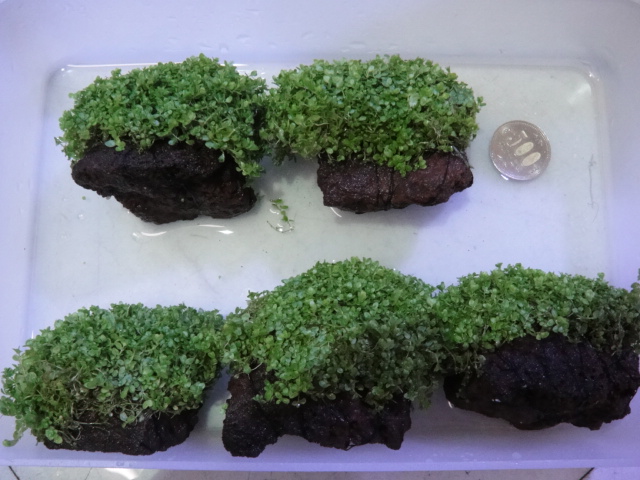 水草・日本産淡水魚_f0189122_14872.jpg