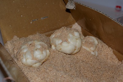 f0170524_137319.jpg