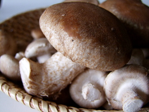 「小さなしいたけ・ちいたけ&おっきな椎茸・濃熟茸」_a0000029_2212998.jpg